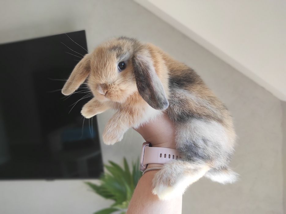 Mini Lop Czystej Rasy Malutkie Króliczki z WYPRAWKĄ