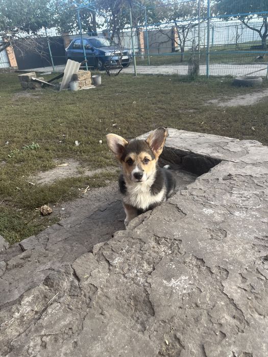Цуценя Вельш коргі