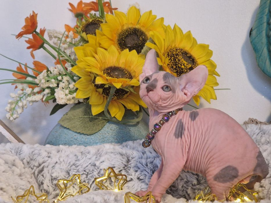 Mour-a-Mour- Canadian Sphynx