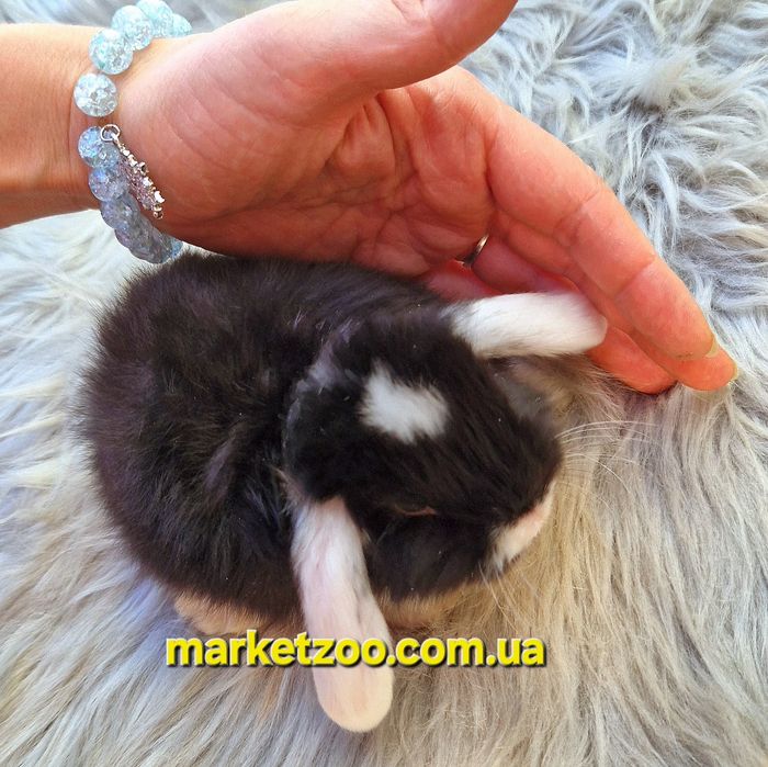 Карликовий кролик, що підкорює серця — Mini Lop