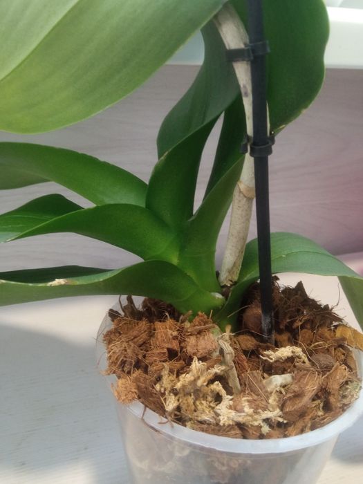 Орхідея біла зі сплешем