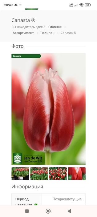 Продам тюльпани.