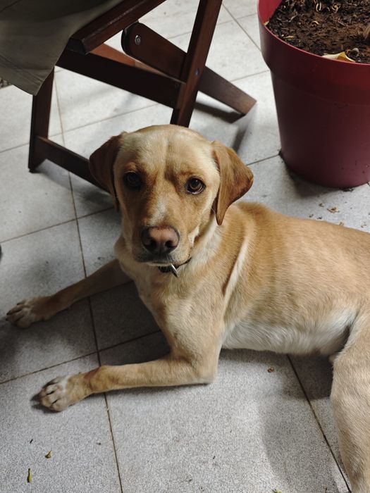 Doacao de cachorro