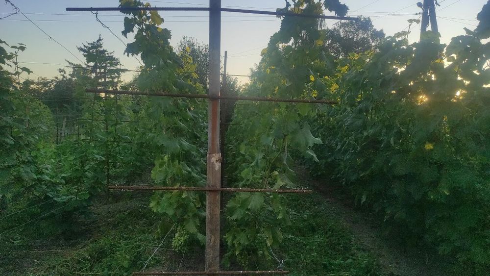 Продається будинок в с. Білокоровичі — 35 соток землі, плодовий сад