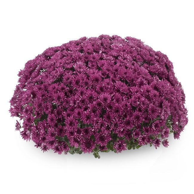 Sadzonka chryzantema wszystkich świętych 2szt