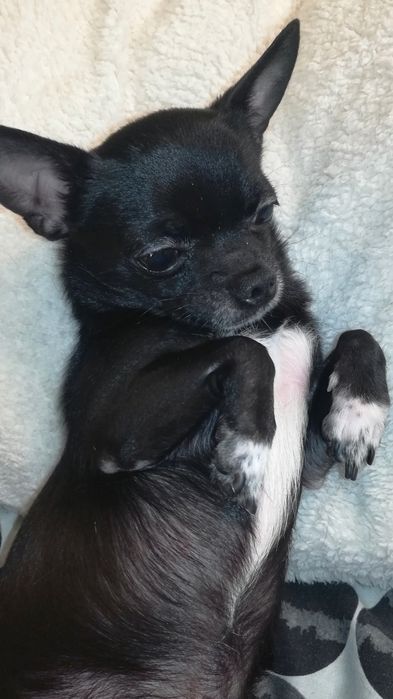 Вязка   чихуахуа