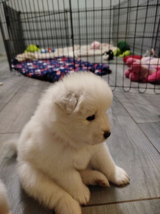 Samoyed suczka szuka domu