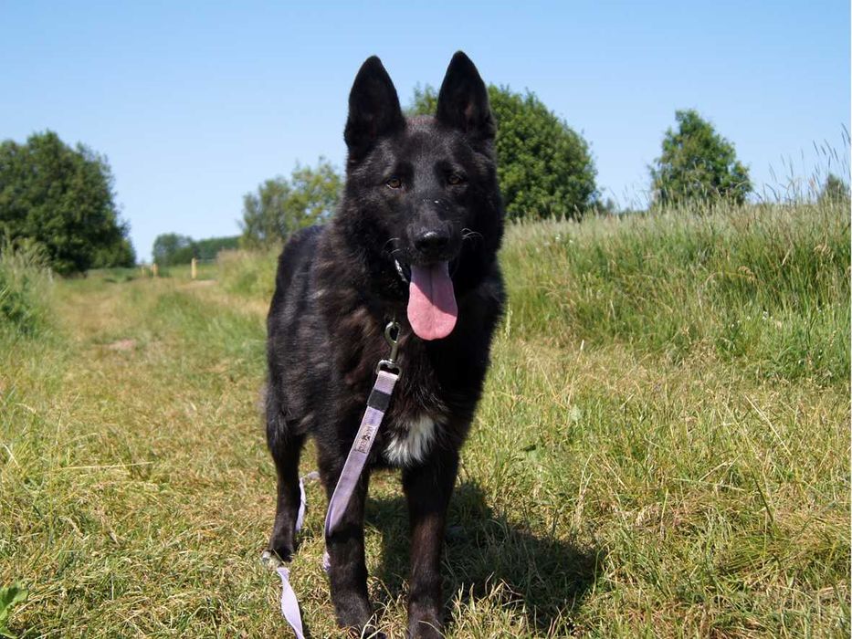 Murin - idealny pies w typie czarnego owczarka niemieckiego