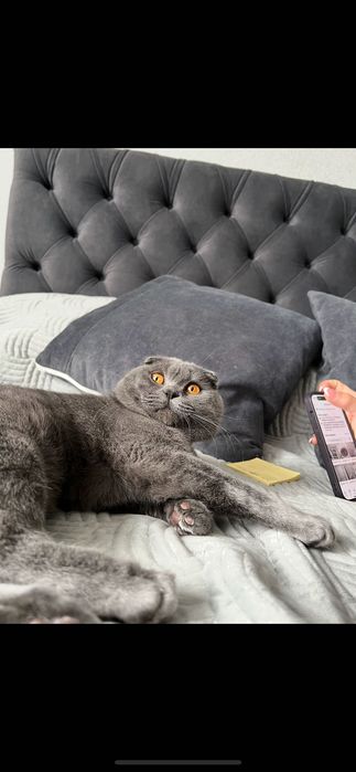 Шотландський вислоухий