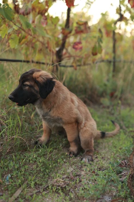 Cadela Serra da Estrela - 2,5 meses