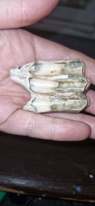 Продам окаменелые зубы травоядного животного