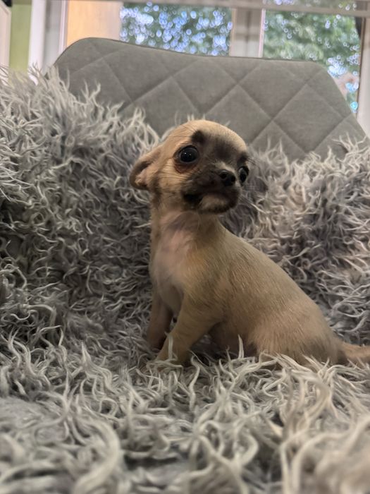 Suczka chihuahua xxs