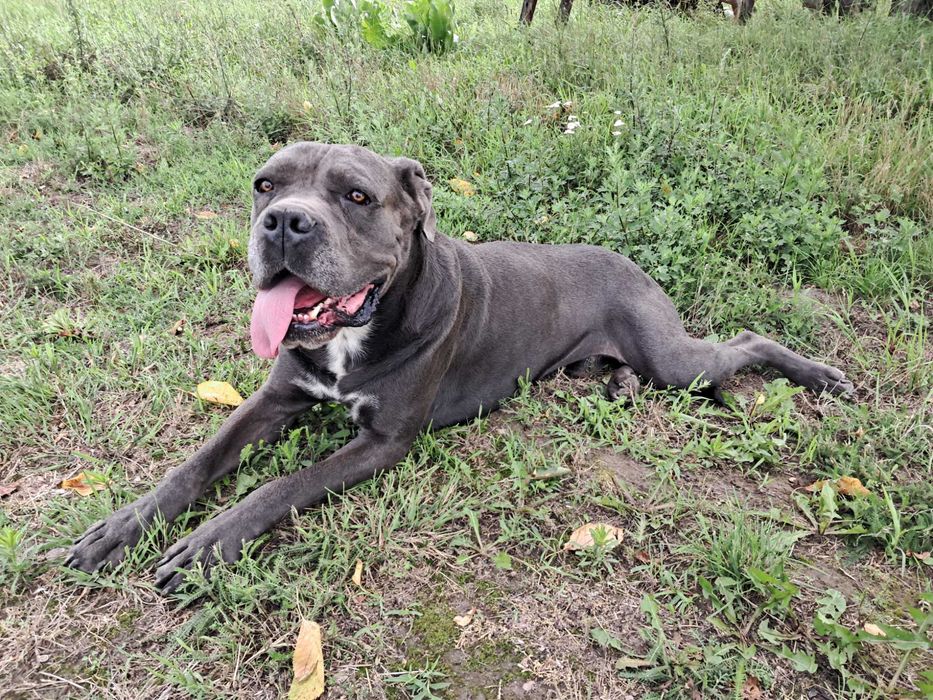 Cane Corso Italiano 5 letni samiec