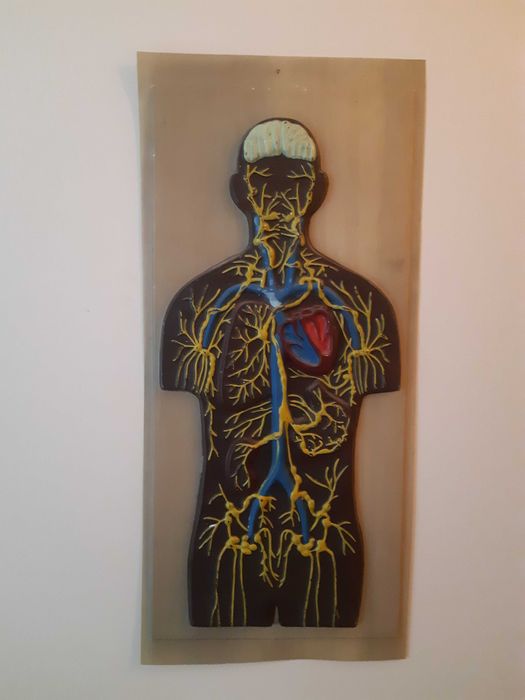 Навчальна та наглядна біологія з листового пластику. Барельєф 2.СРСР.