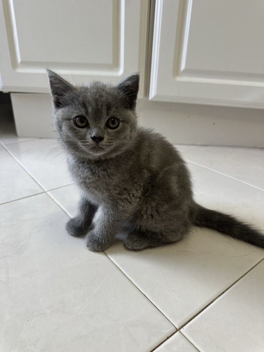 gatinho british fold