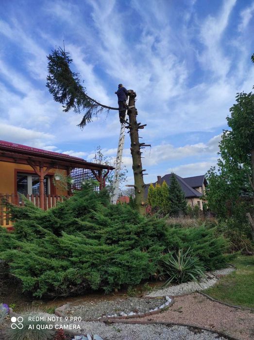 Usługi ogrodnicze. Wycinka, przycinka drzew. Porządkowanie terenów.