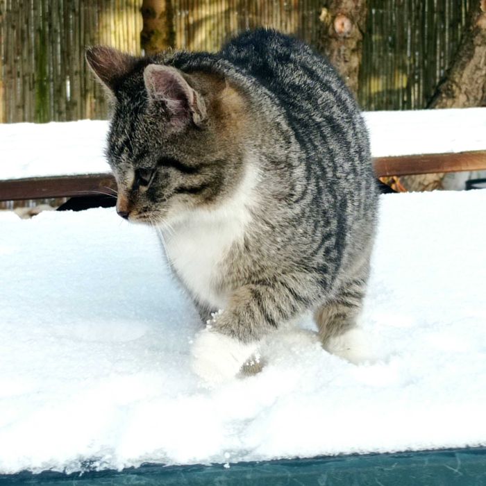 Oddam kotki w dobre ręce