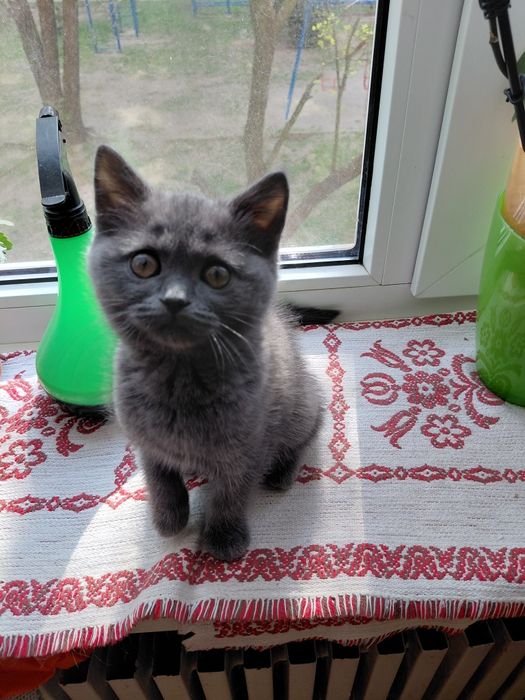 Скотиш страйт девочка