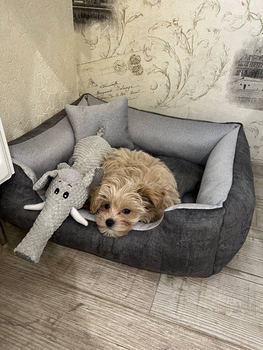 Розпродаж!!Лежанки для собак і котів