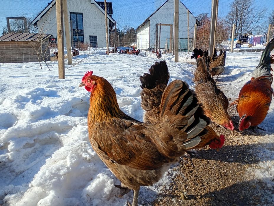 Jaja lęgowe  zielononóżki