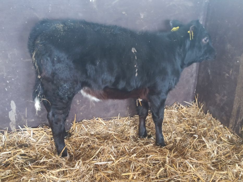 Jałówka mięsna LM 4msc