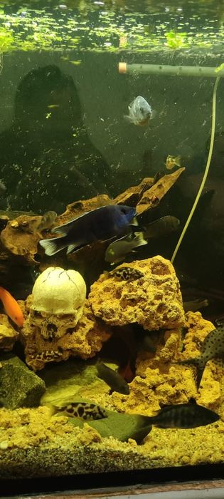 Аки белохвостый взрослые