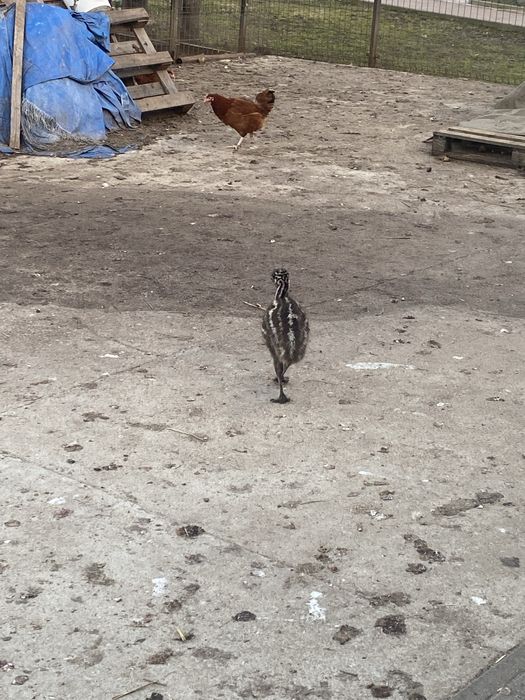 Emu młode z rodziny struśowatych
