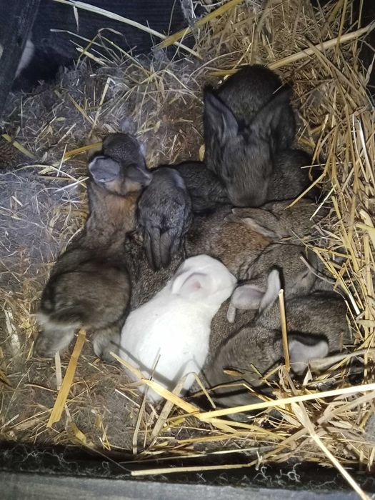 Coelhos  grandes porte