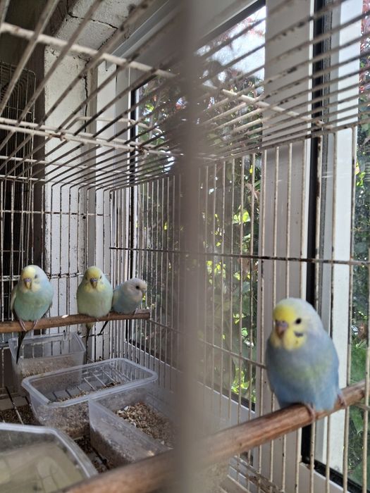 Aves de bico curvo