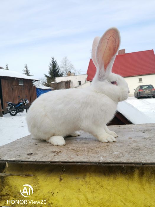 Belgijski Olbrzym Biały