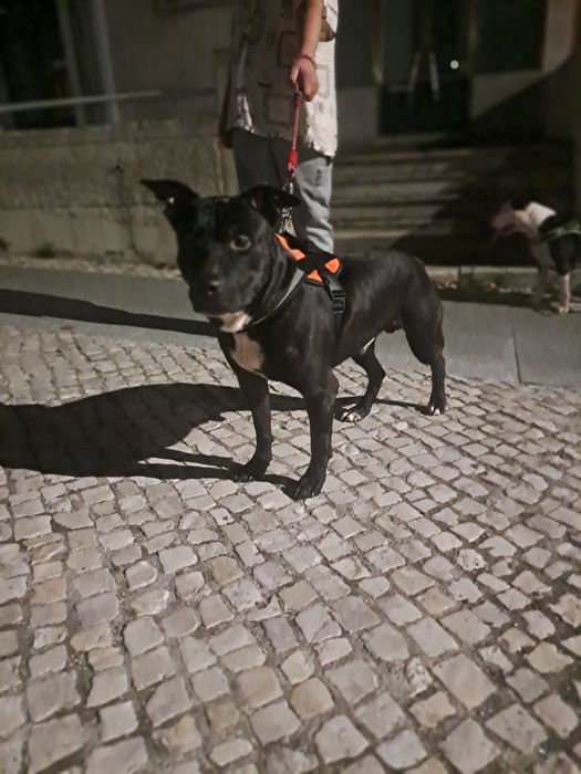 Dou cao pitbull para adoção