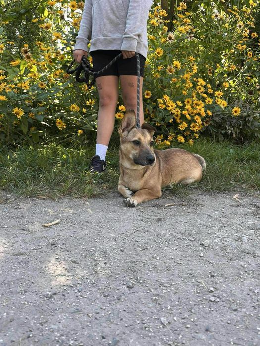 Slodka jak to  Galaretka - mały ale wariat