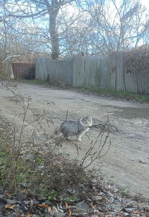 Котики підлітки!! Шукають своїх ЛЮДЕЙ!!