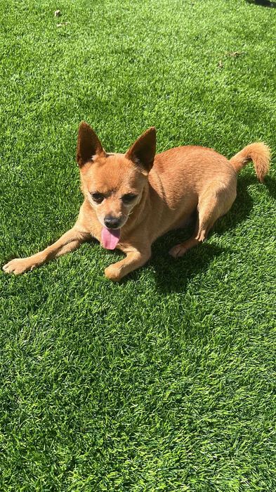 Pet Sitting e passeio de cães - Viana do Castelo/Esposende