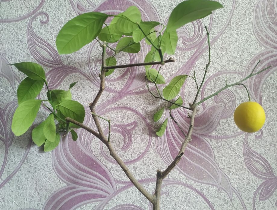 Лимон для домашнього вирощування
Цей лимон для домашнього вирощування.