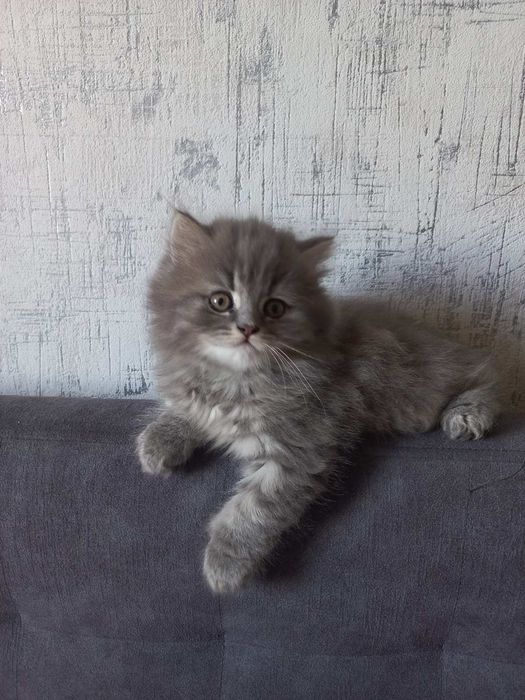 Шотландські кошенята!