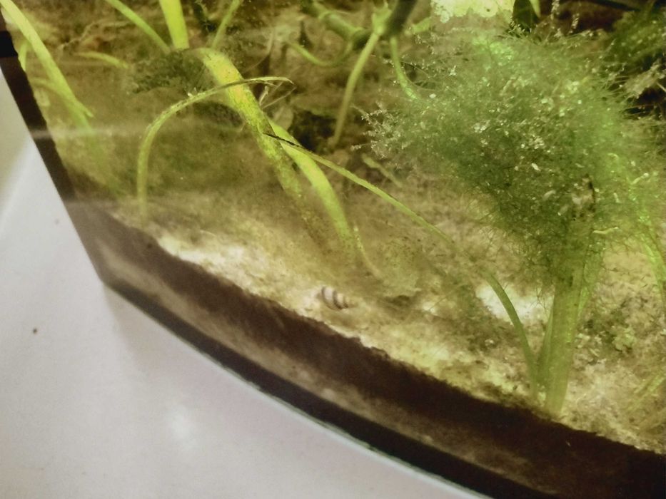 ślimak Helena, różne rozmiary