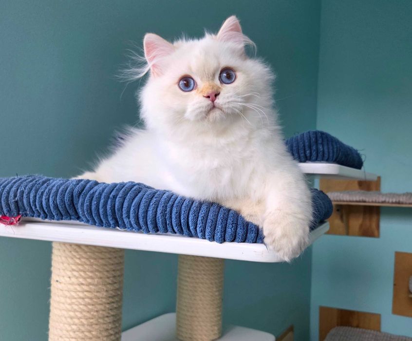 Brytyjski, Brytyjczyk kocur długowłosy z niebieskimi oczami, point.