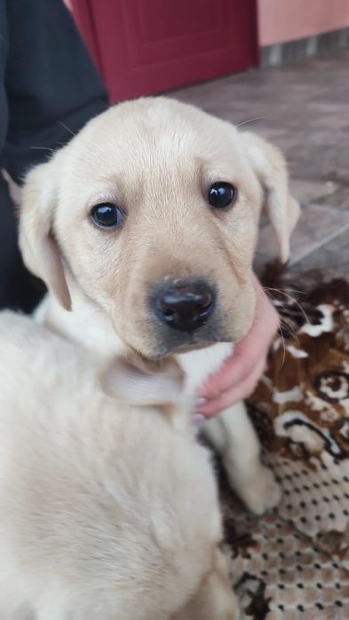 Лабрадор Ретривер