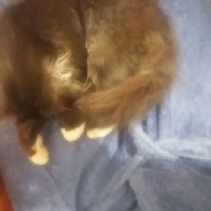 Віддам котика на перетримку