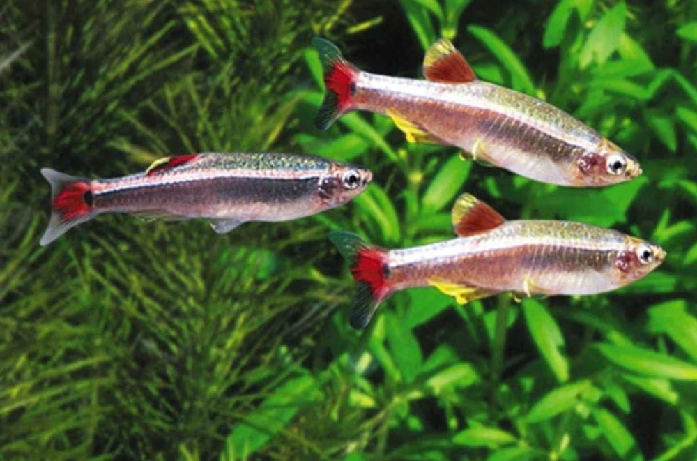 Kardynałek chiński - Tanichthys albonubes - dowozimy, wysyłamy