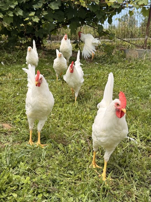 Koguty młode Leghorn
