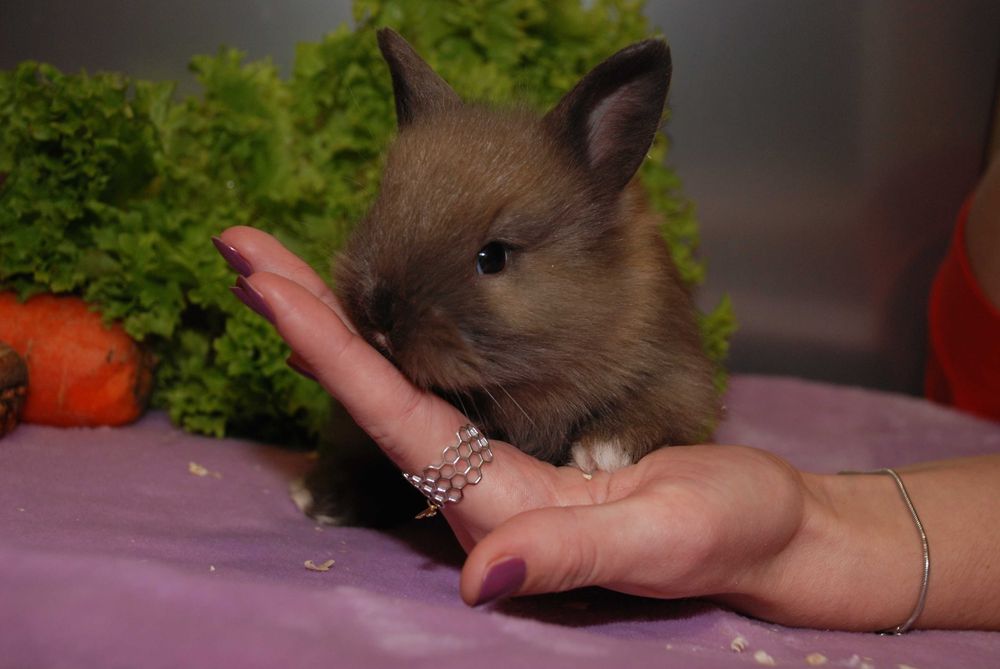 Нідерландські кролики, карликові кролики різних окрасів