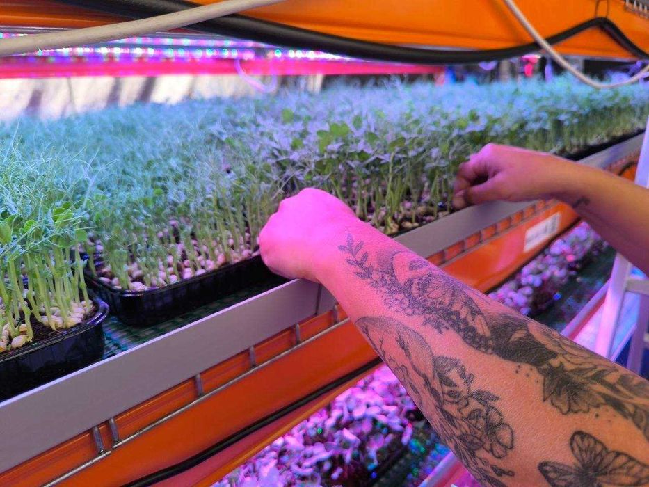 Gotowa farma microgreens "pod klucz" – przejmij kompletną farmę od zaraz.