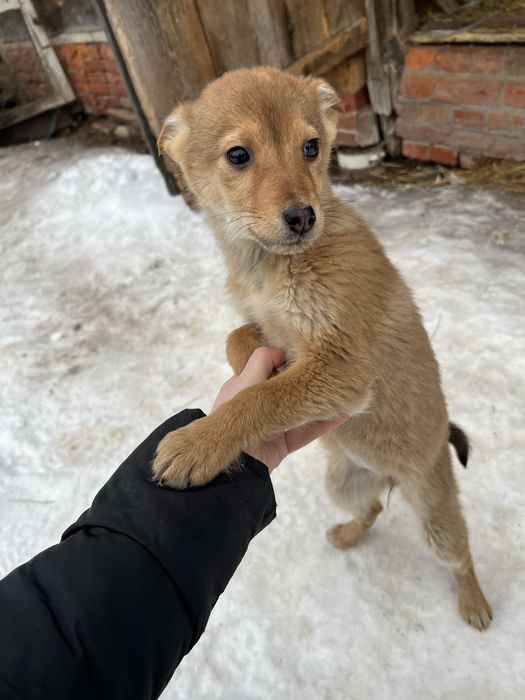 Цуценята шукають домівку. 3 місяці.