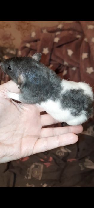 Крыса Рекс дамбо голубой