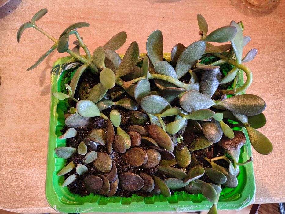 віддам черенки толстянки (грошове дерево)