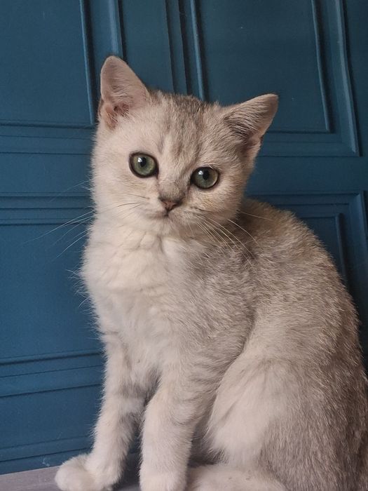 Срібний красунчик з яскравими очима
