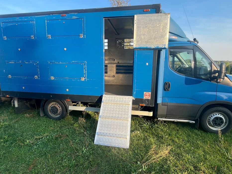Iveco Dayli do transportu zwierząt żywca