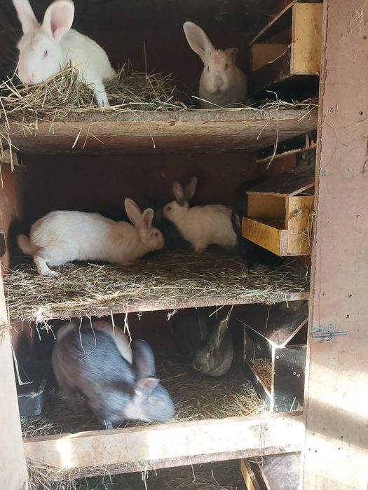 Sprzedam tuszki królicze